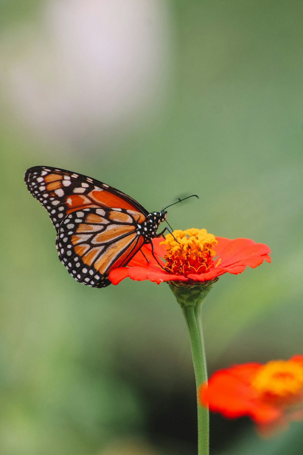 a close up of a butterfly on a flower