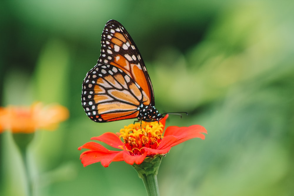 a close up of a butterfly on a flower