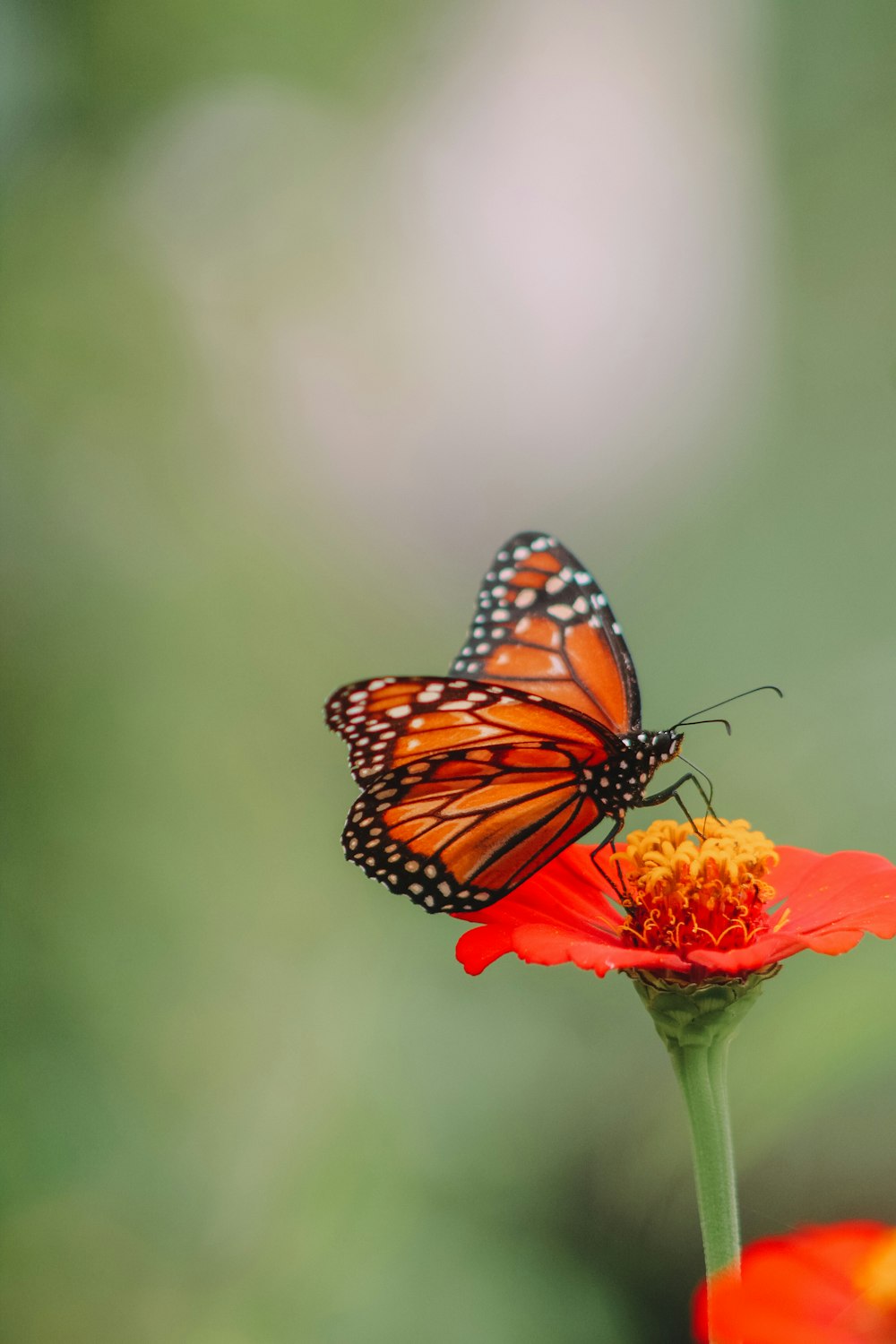 a close up of a butterfly on a flower