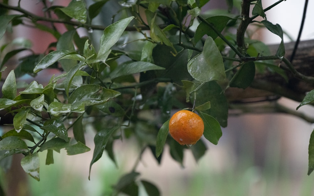 an orange hanging from a tree with leaves