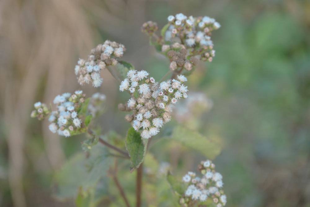 a close up of a plant with white flowers