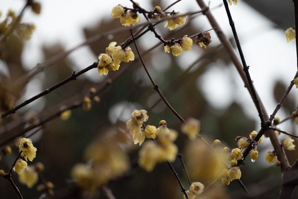 a branch with yellow flowers in the rain