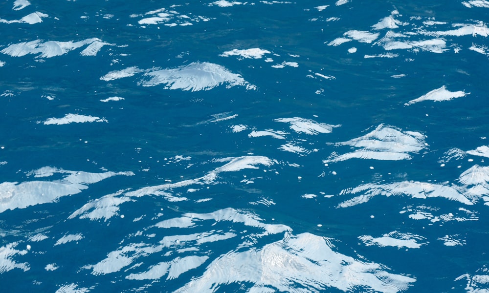 a bird flying over a body of water