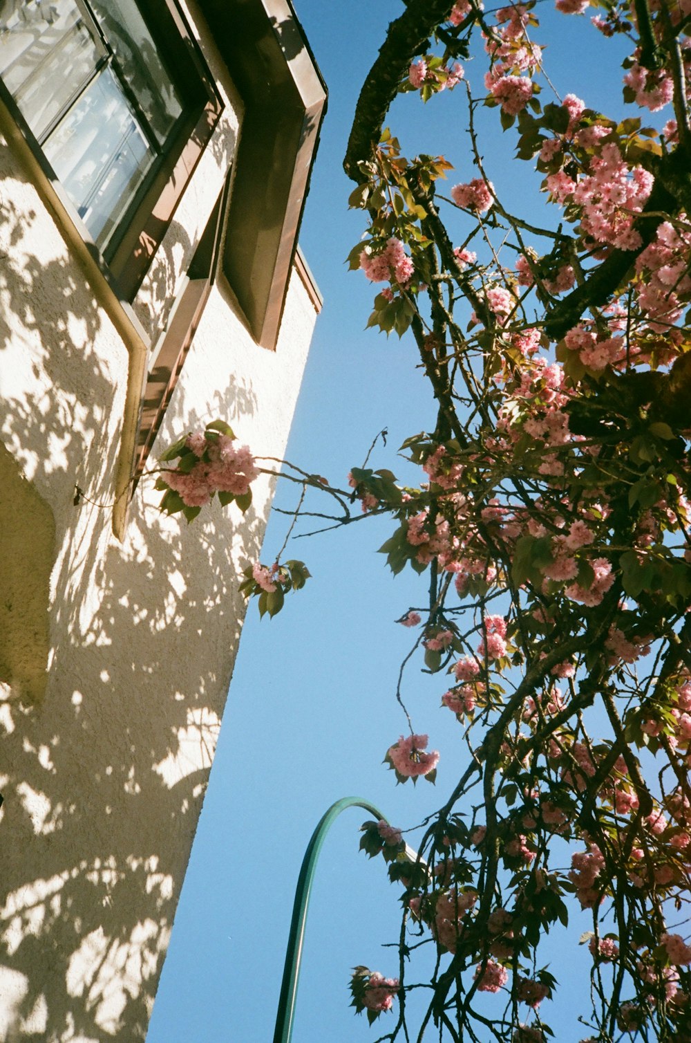 a building with pink flowers growing on the side of it