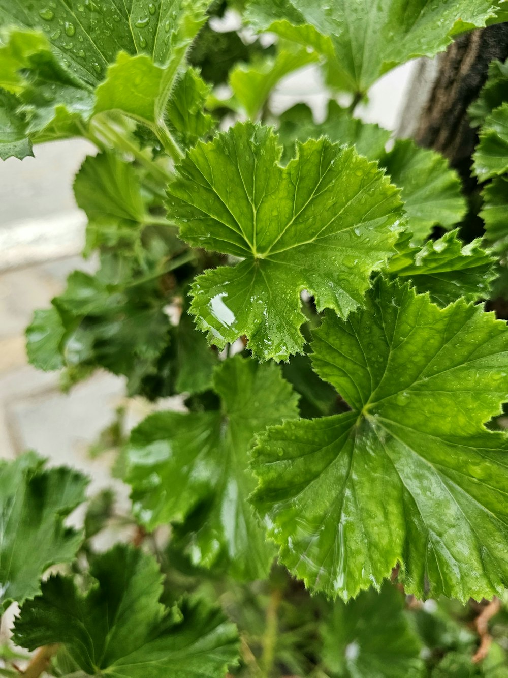 a close up of a green plant with leaves