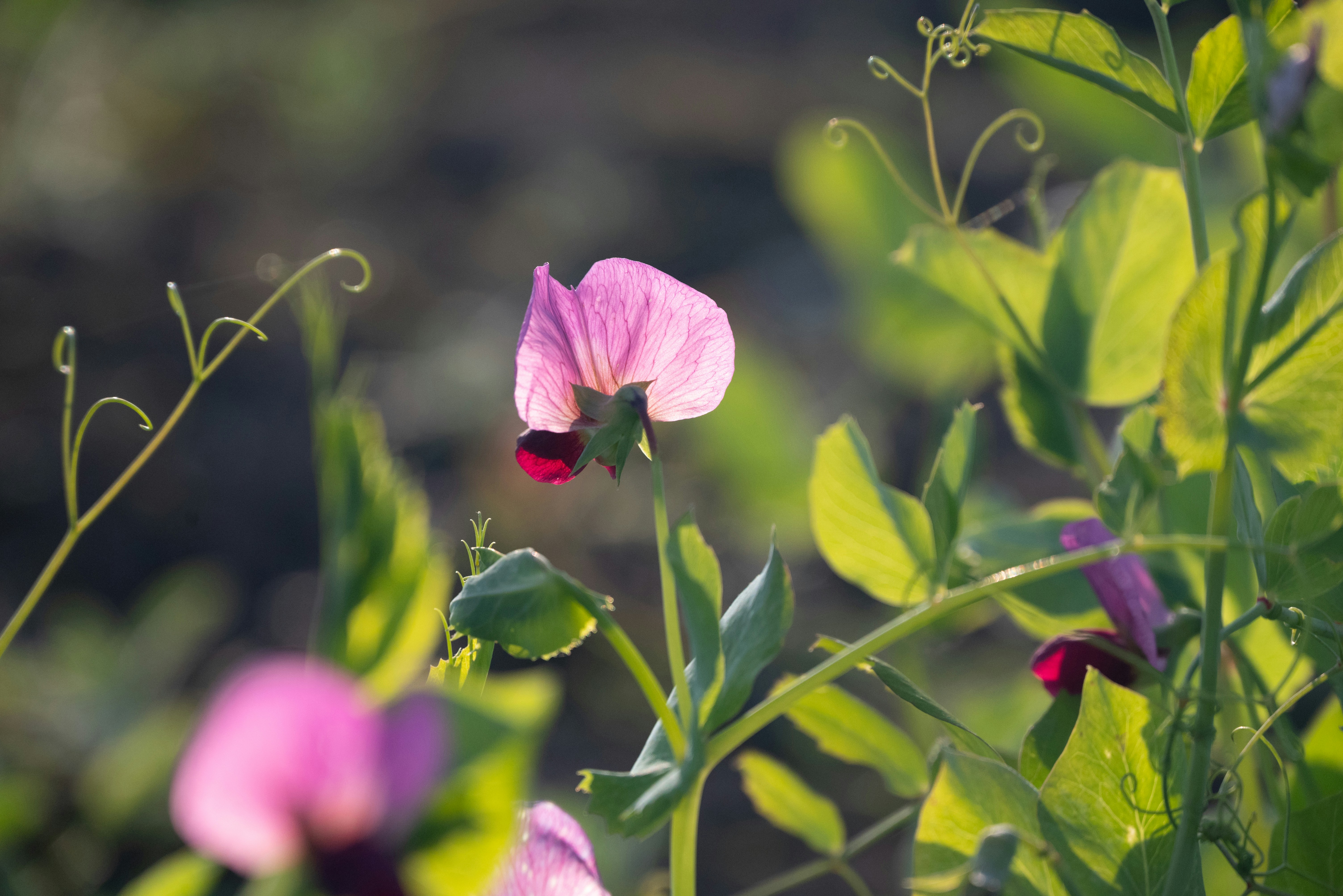 Photo by nikol_royce