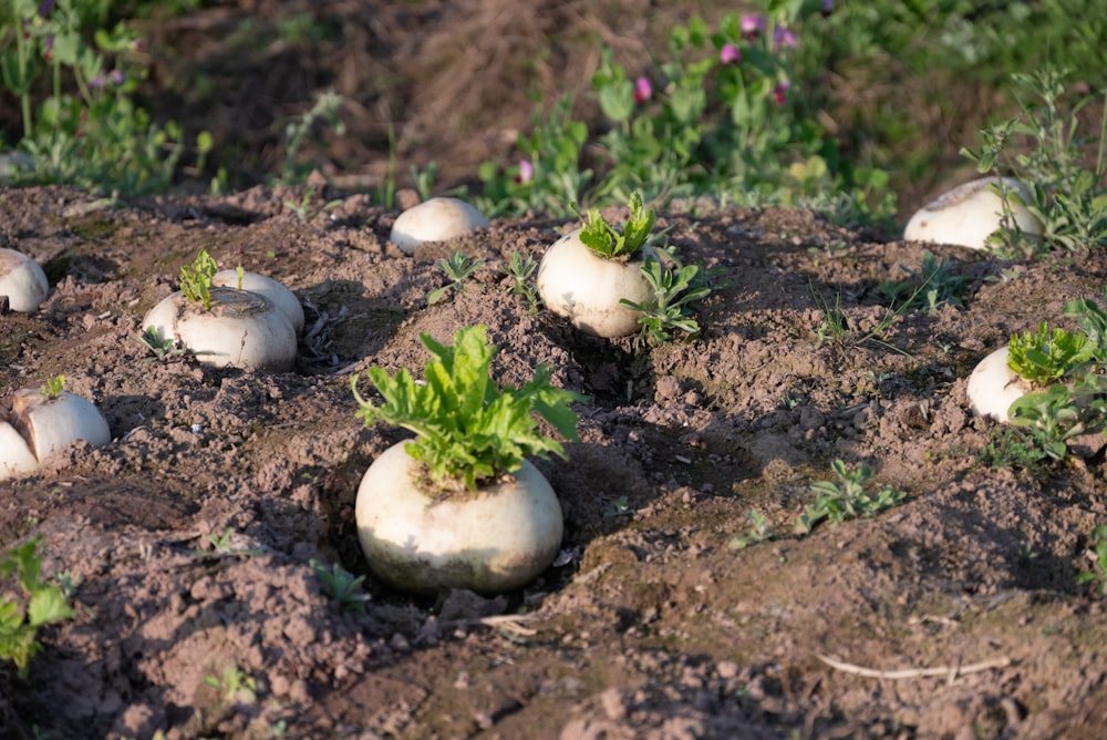 a group of white mushrooms growing out of the ground