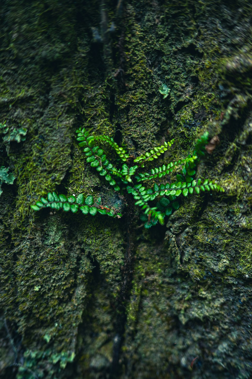 a close up of a green plant growing on a tree