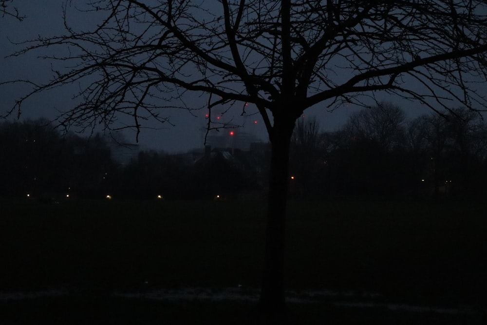 a tree in a field at night with a building in the background