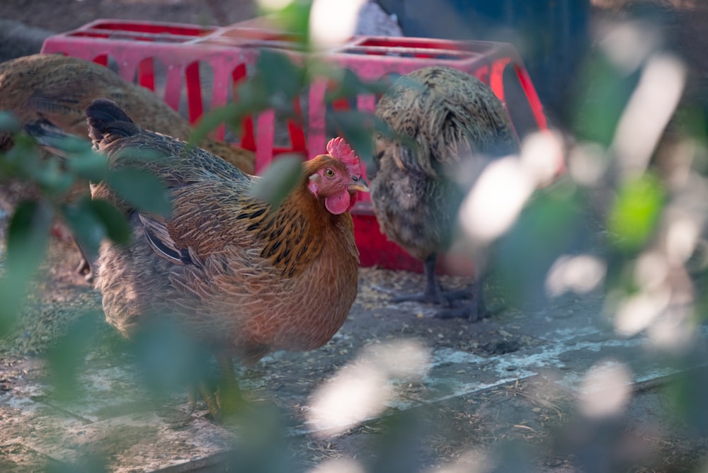 a group of chickens standing next to each other