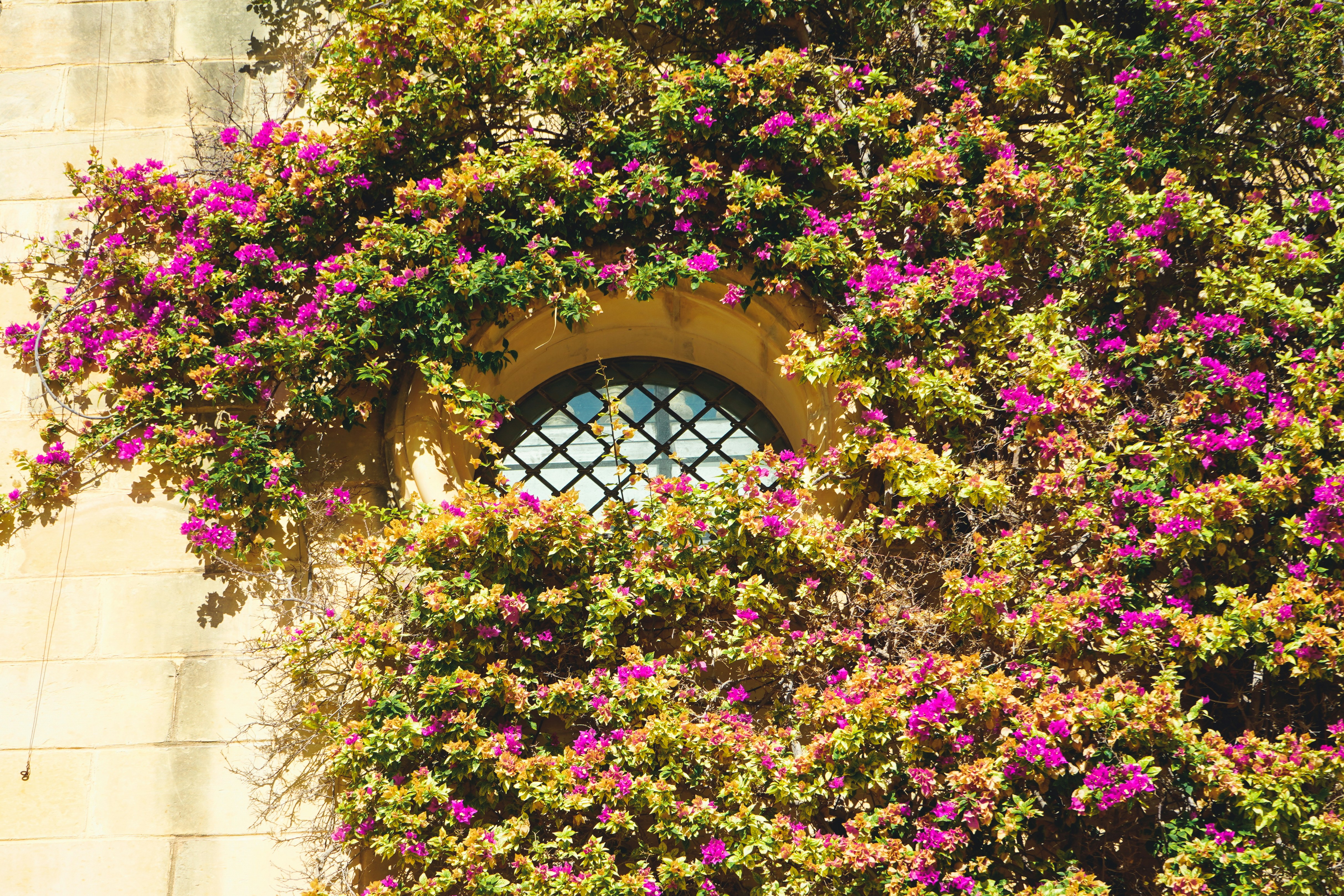 a window in the side of a building covered in flowers