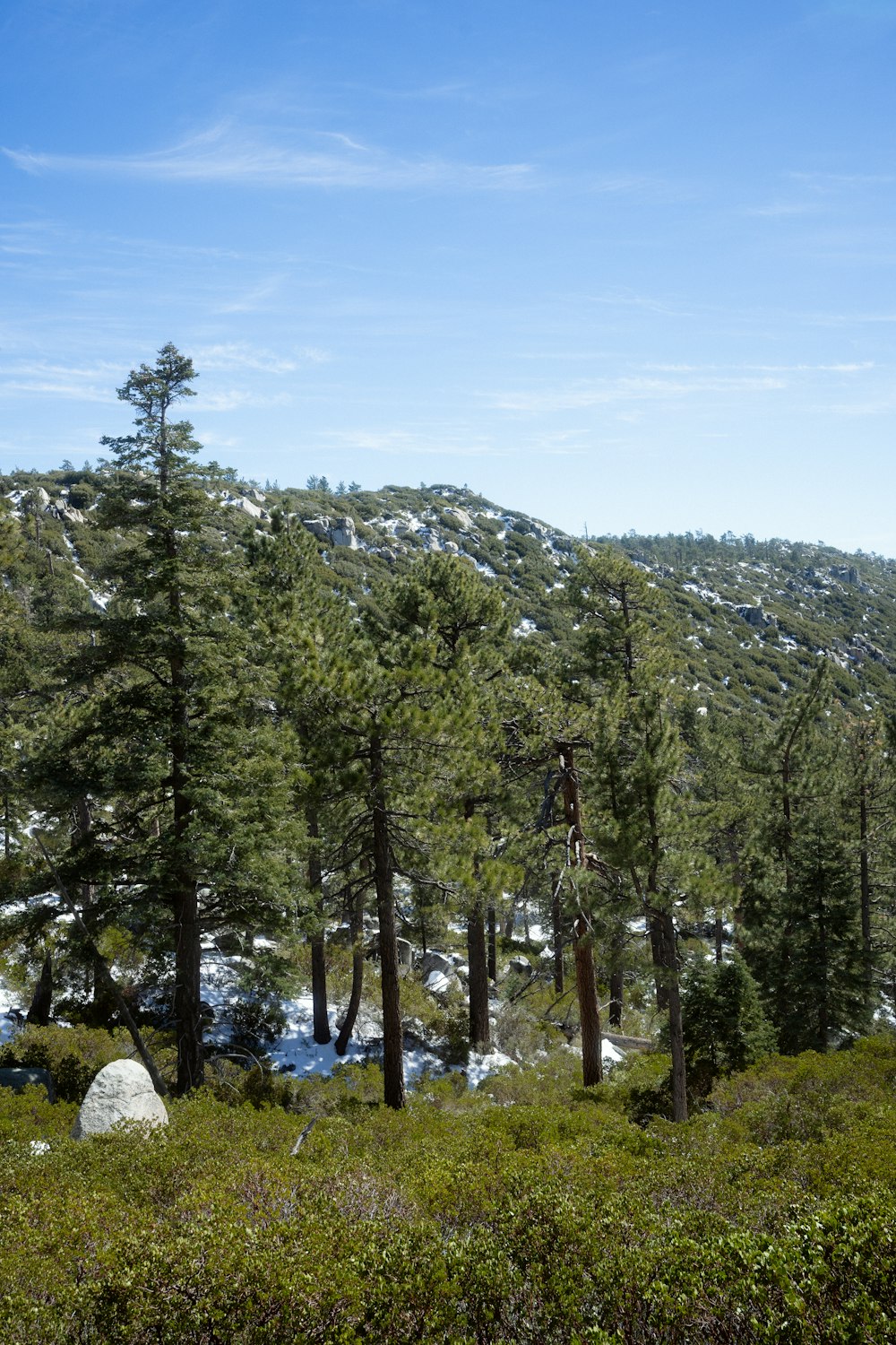 a group of trees in the middle of a forest