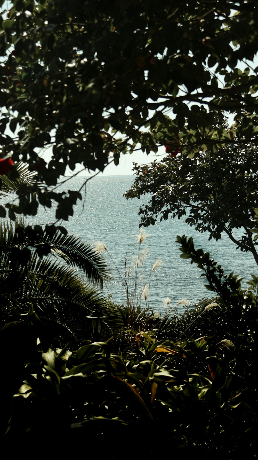 a view of a body of water through some trees