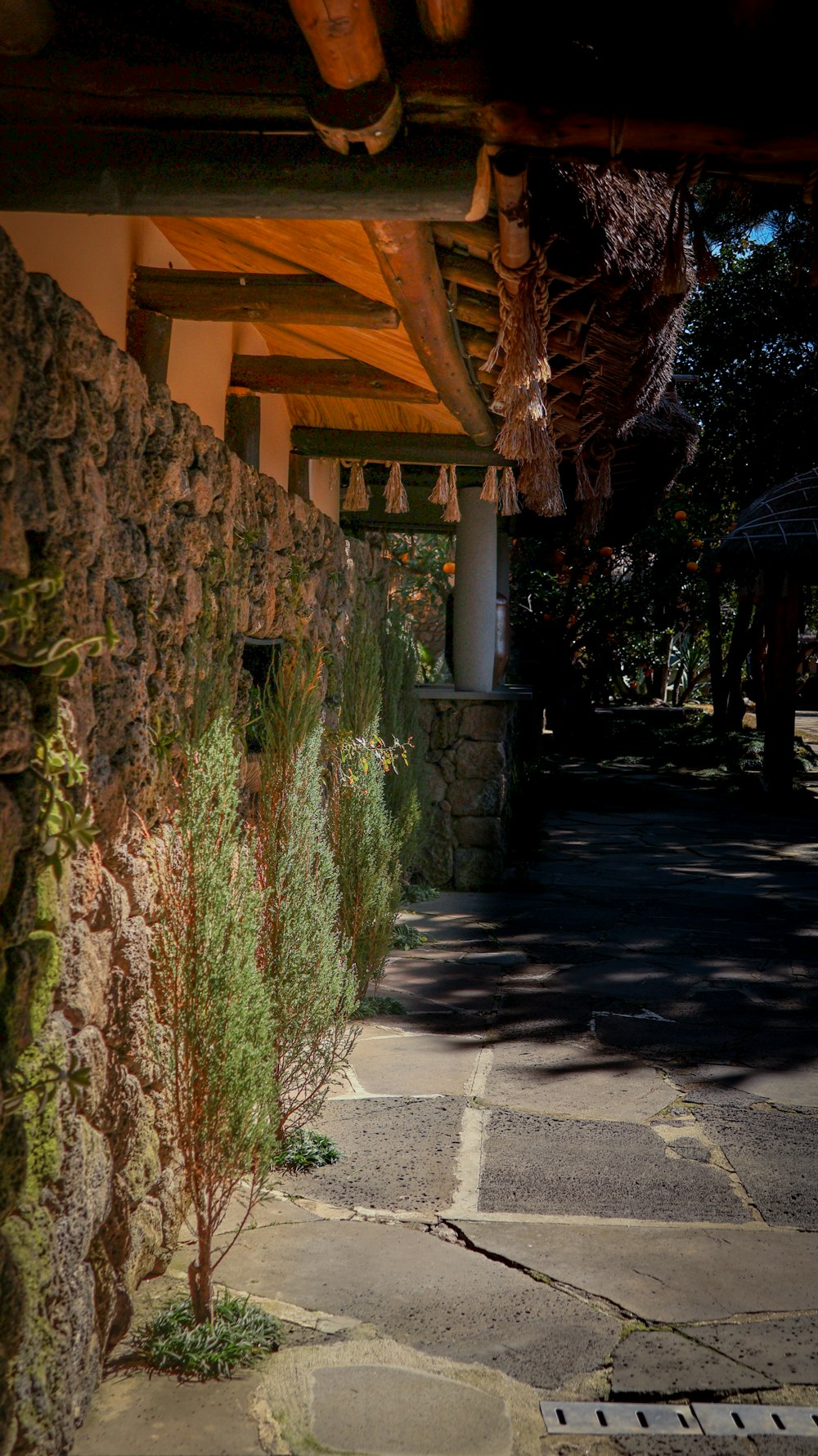 a stone walkway with a tree growing between it