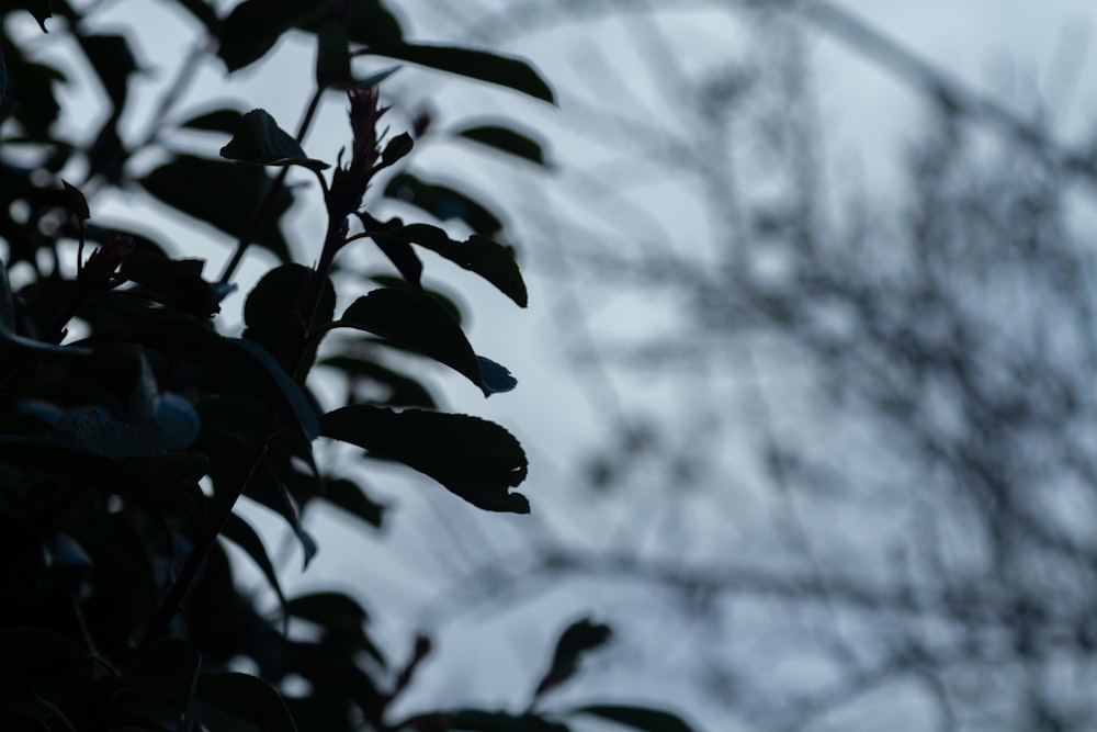 a tree branch with leaves and a sky in the background