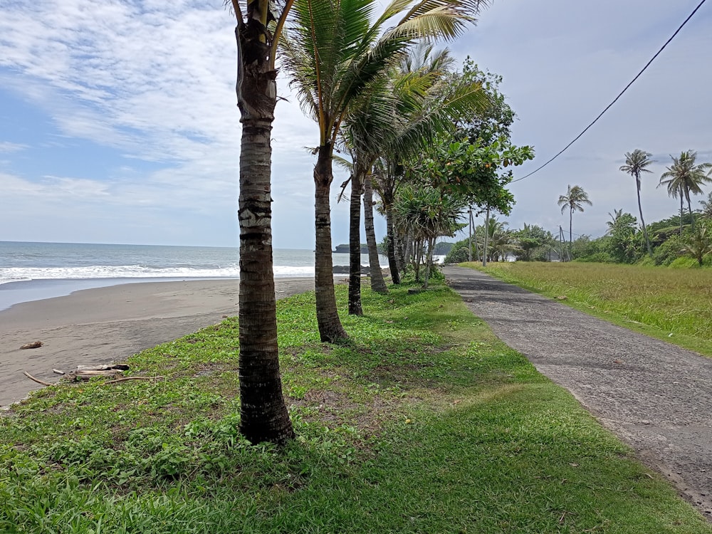 palm trees line the side of a road next to the ocean