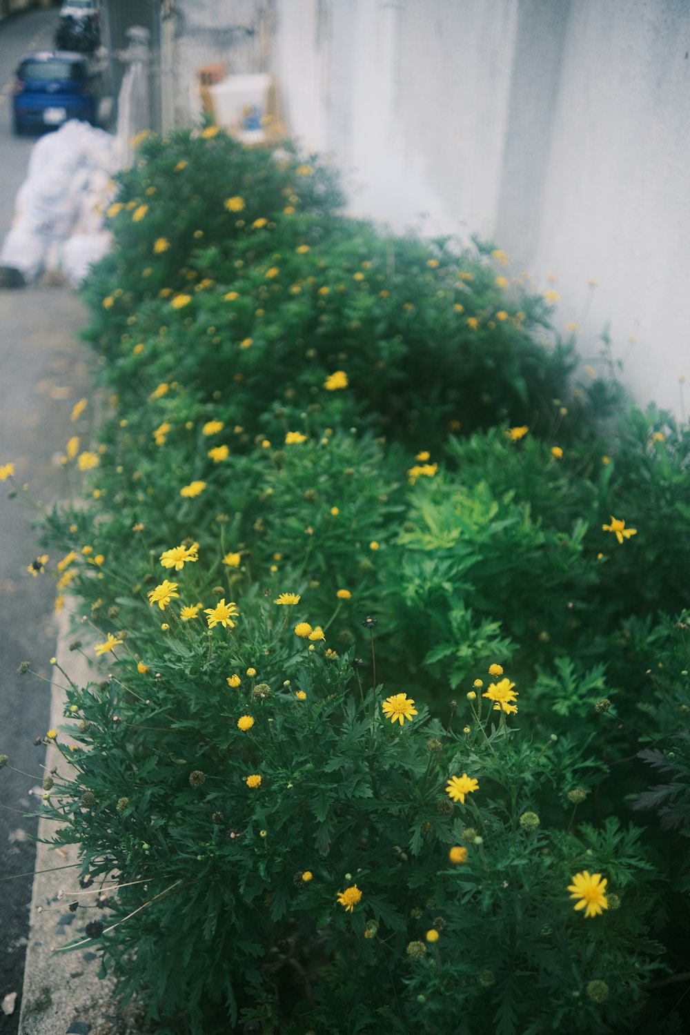 a bush of yellow flowers next to a sidewalk