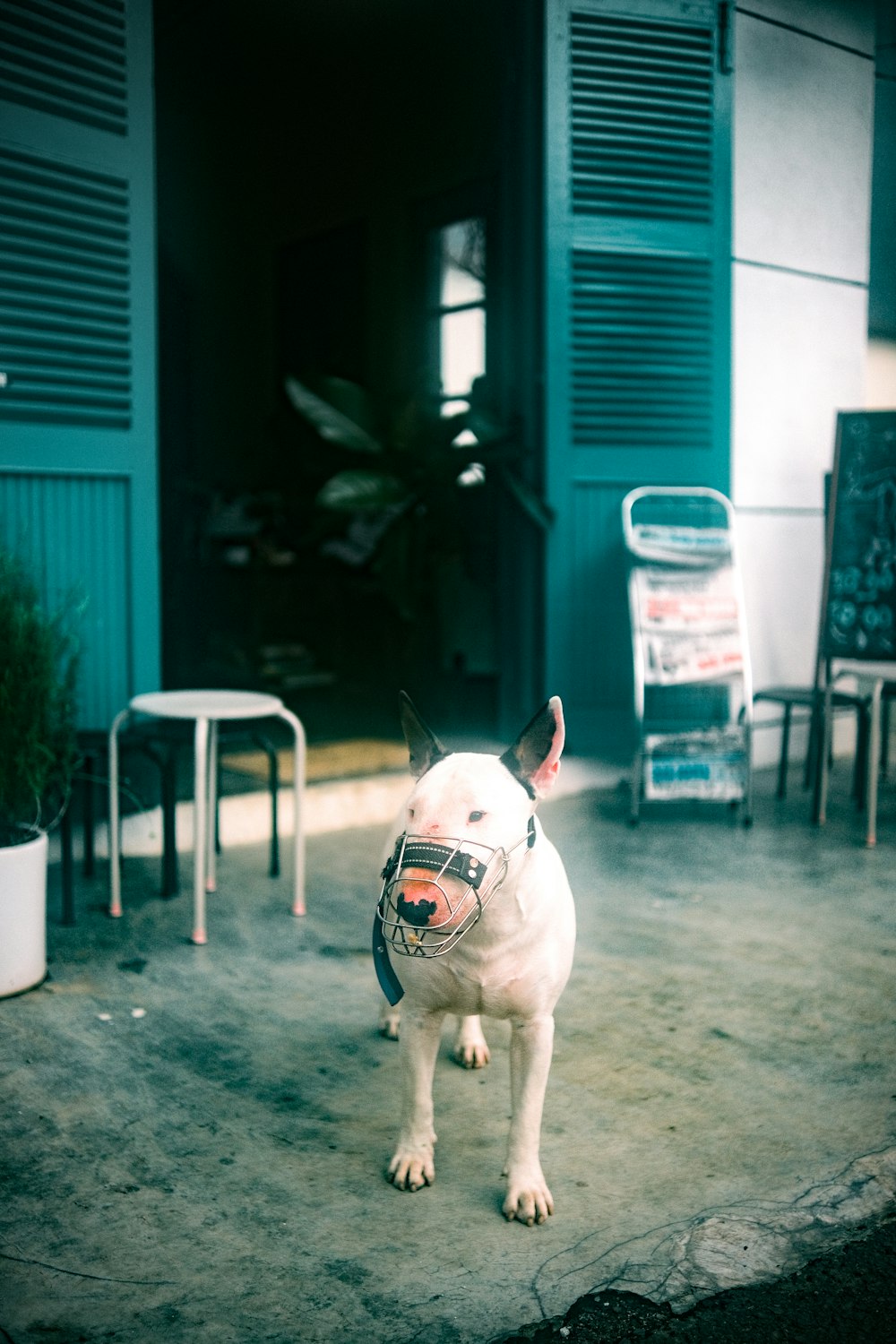 a white dog standing on top of a cement ground