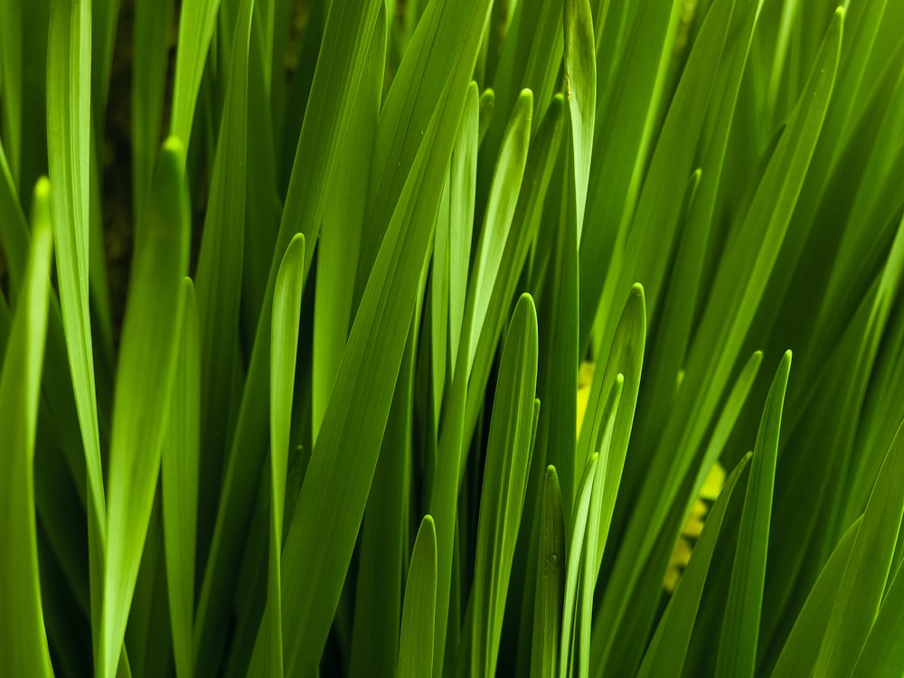 a close up of a bunch of green grass