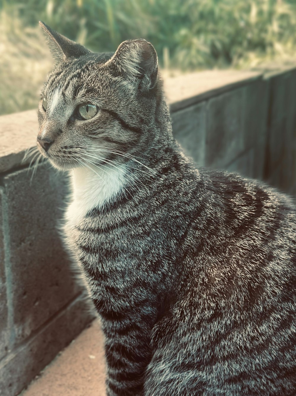 un chat qui est assis sur un rebord