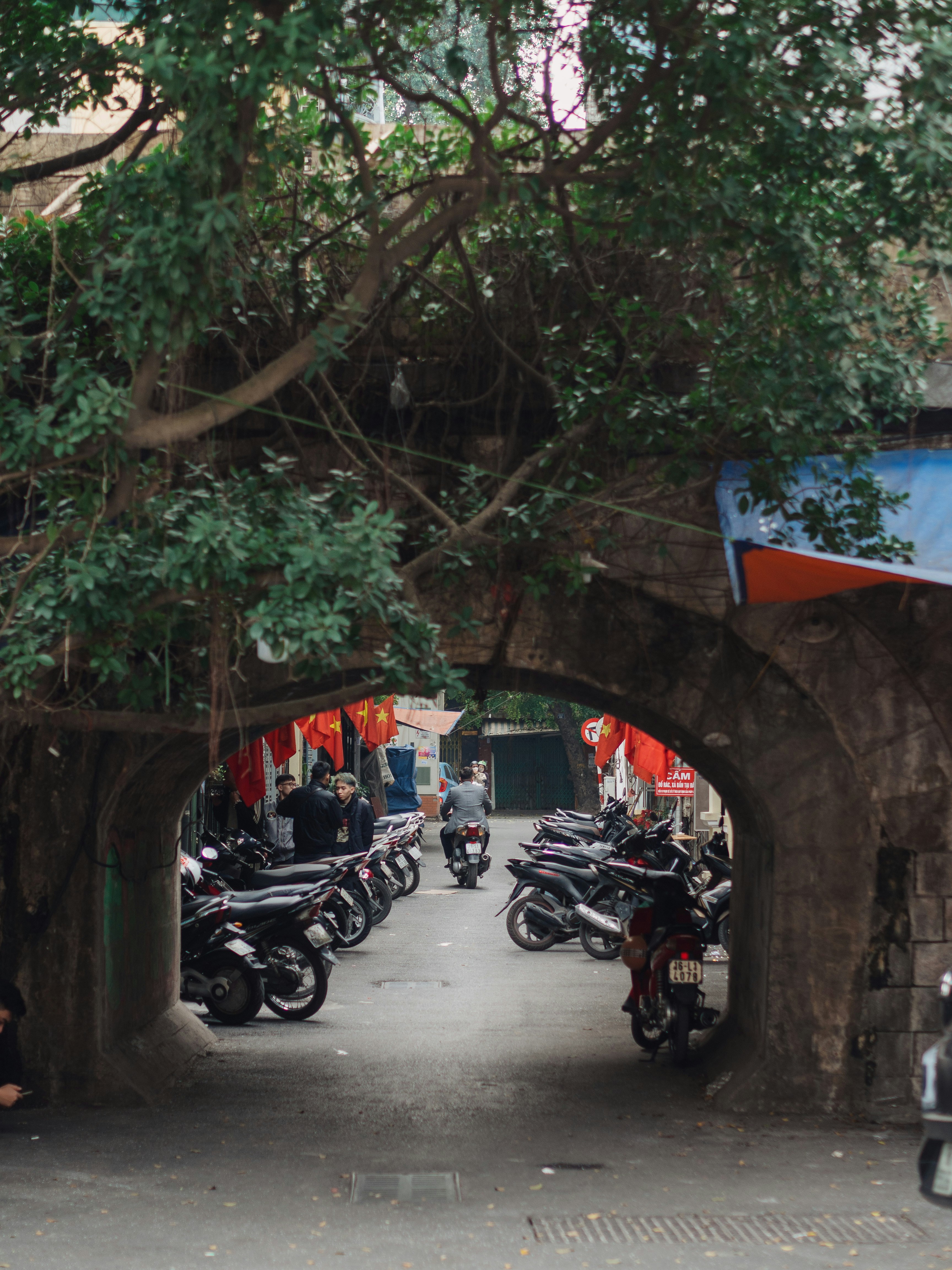 a group of motorcycles parked under a tree