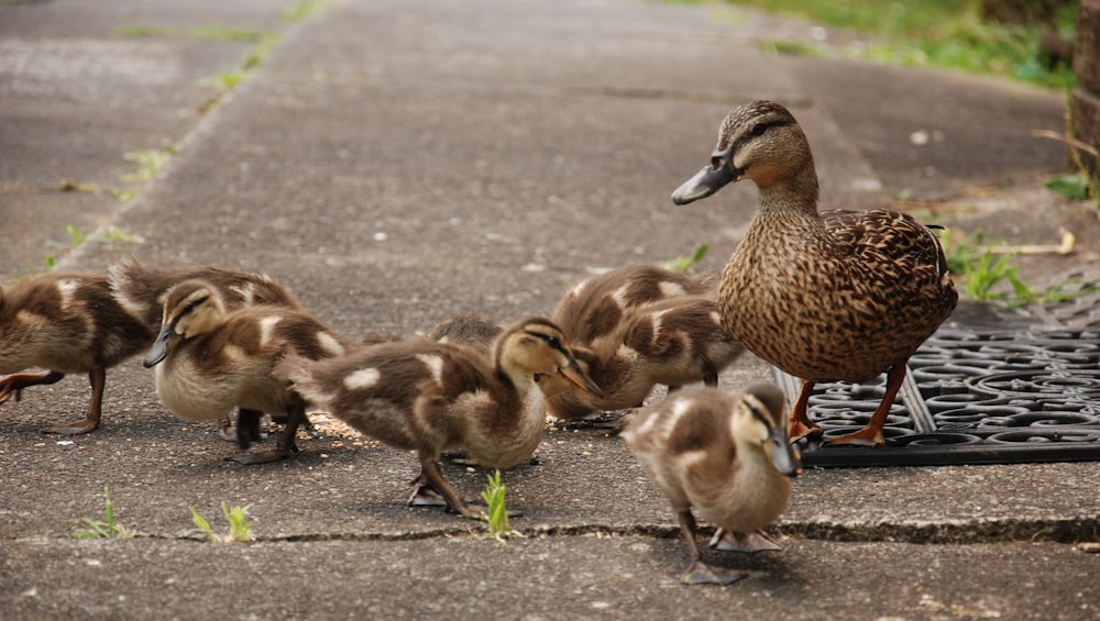 a flock of ducks walking across a street
