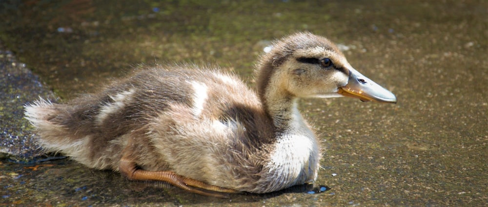 アヒルの赤ちゃんが水の中に座っている