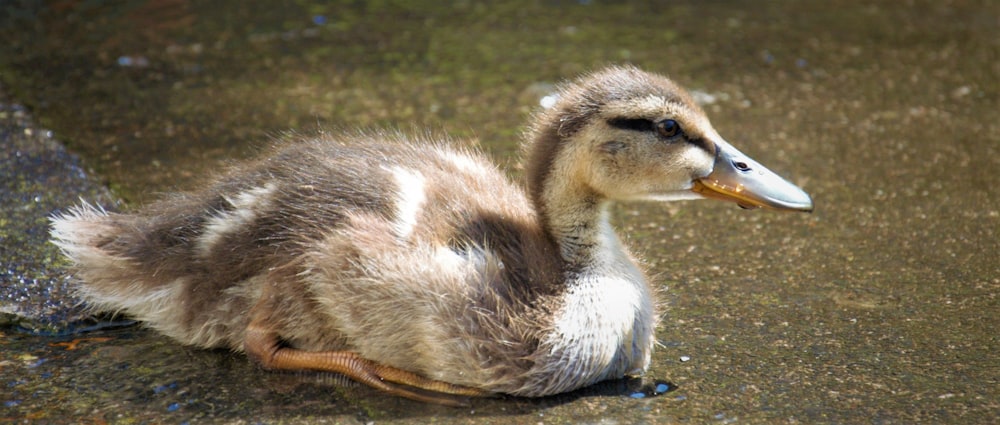 a baby duck is sitting in the water