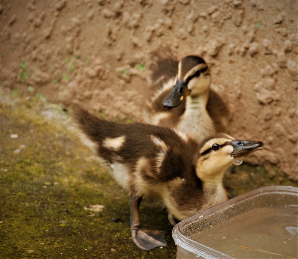 a couple of ducks standing next to a wall