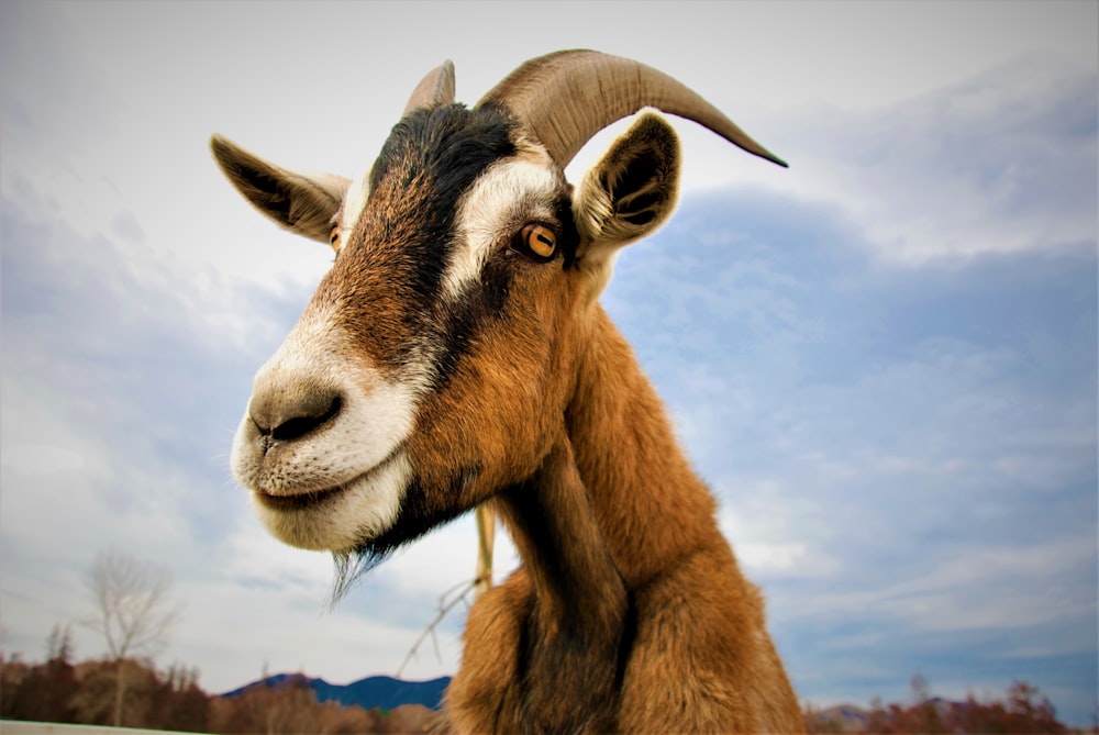 a close up of a goat with a sky background