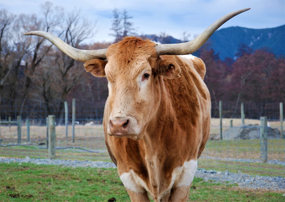 a brown and white cow standing on top of a lush green field