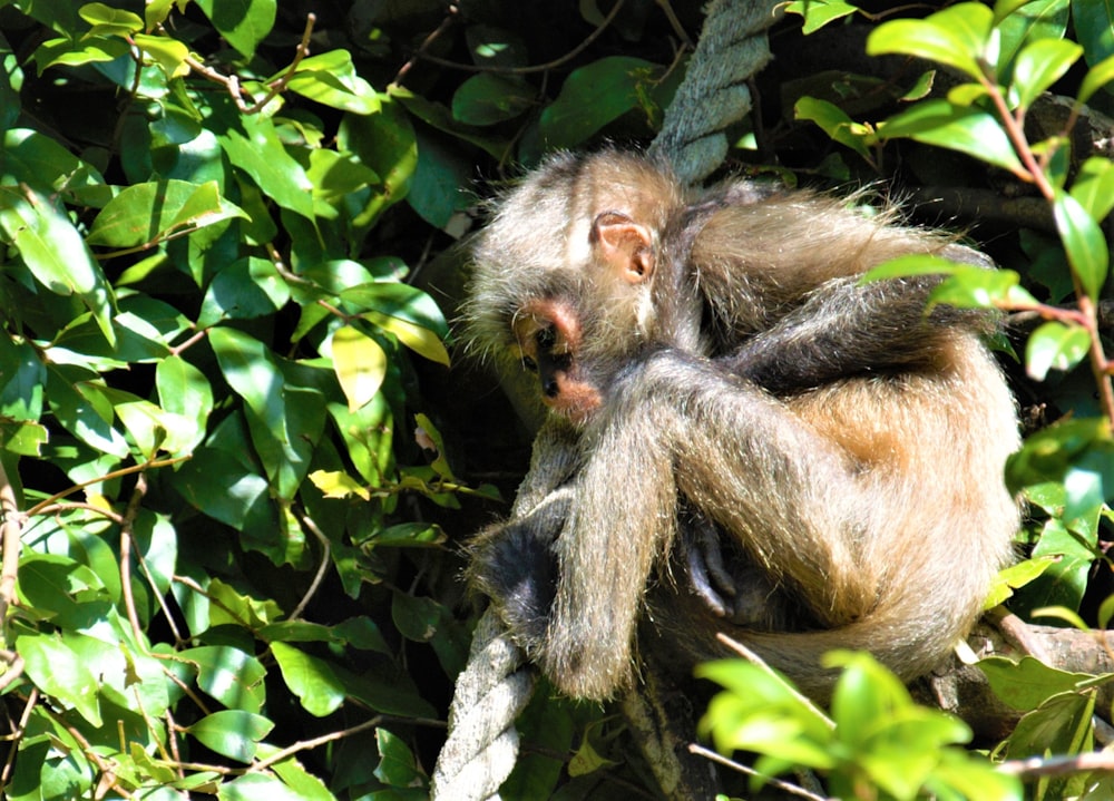 a monkey sitting on a tree branch in a forest