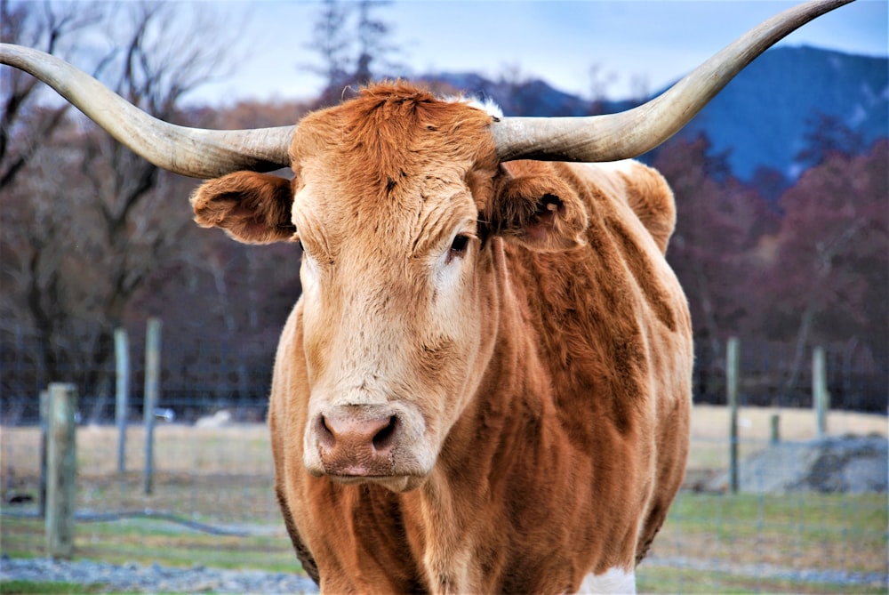 uma vaca marrom com grandes chifres em pé em um campo