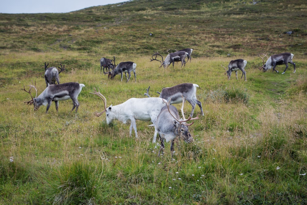 a herd of goats grazing on a lush green hillside