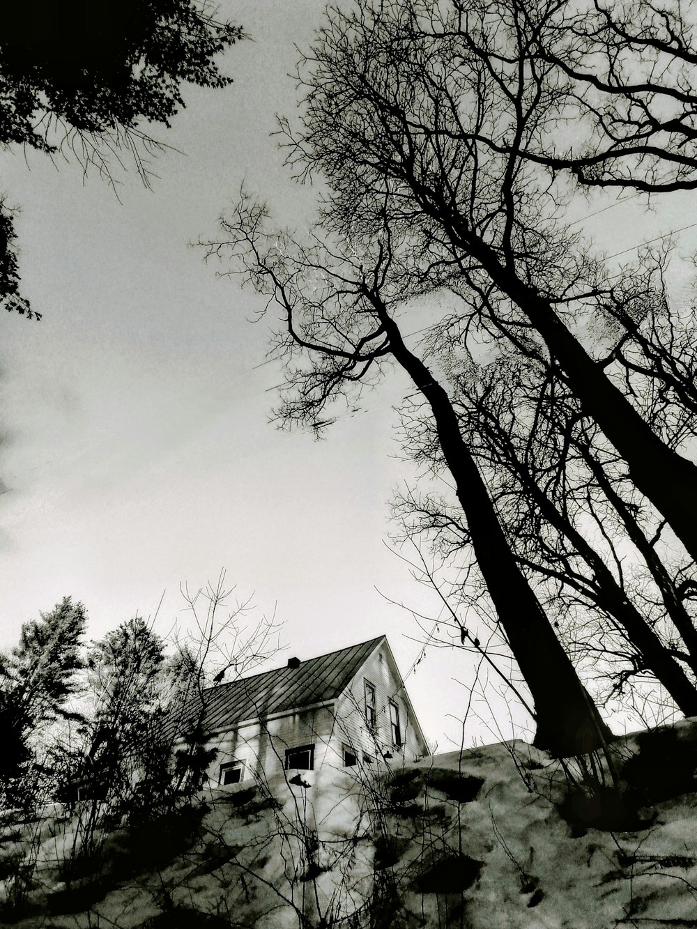 a black and white photo of trees and a house