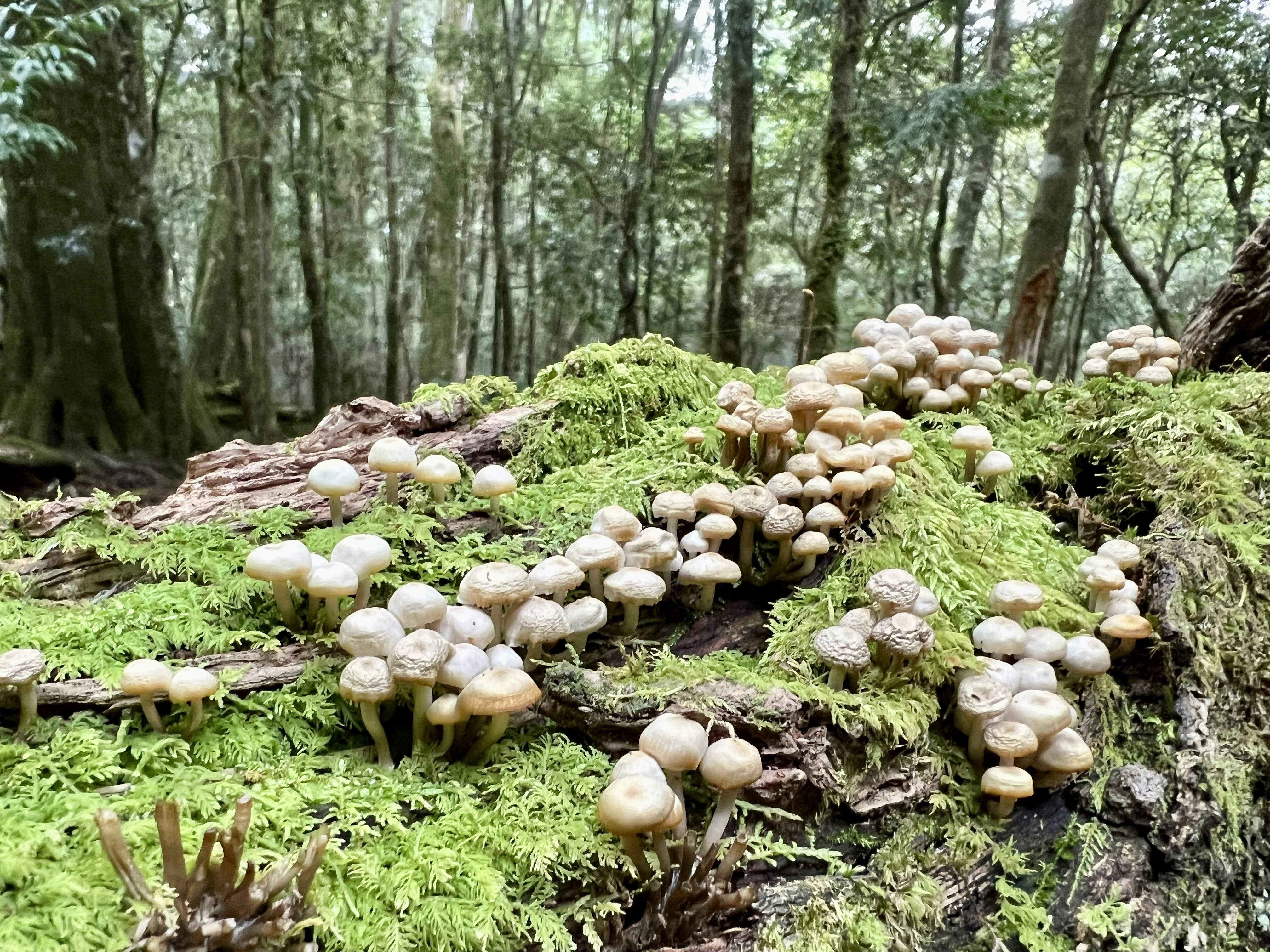 Threats to the Forest Internet (image credits: unsplash)