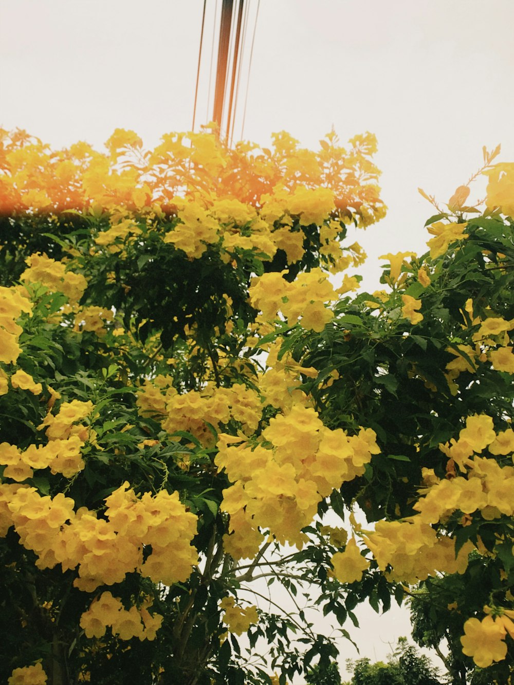 a bunch of yellow flowers that are on a tree