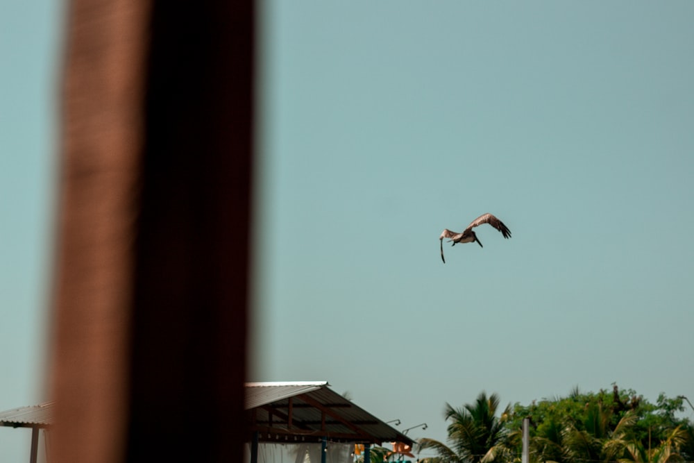 a bird flying in the air over a beach