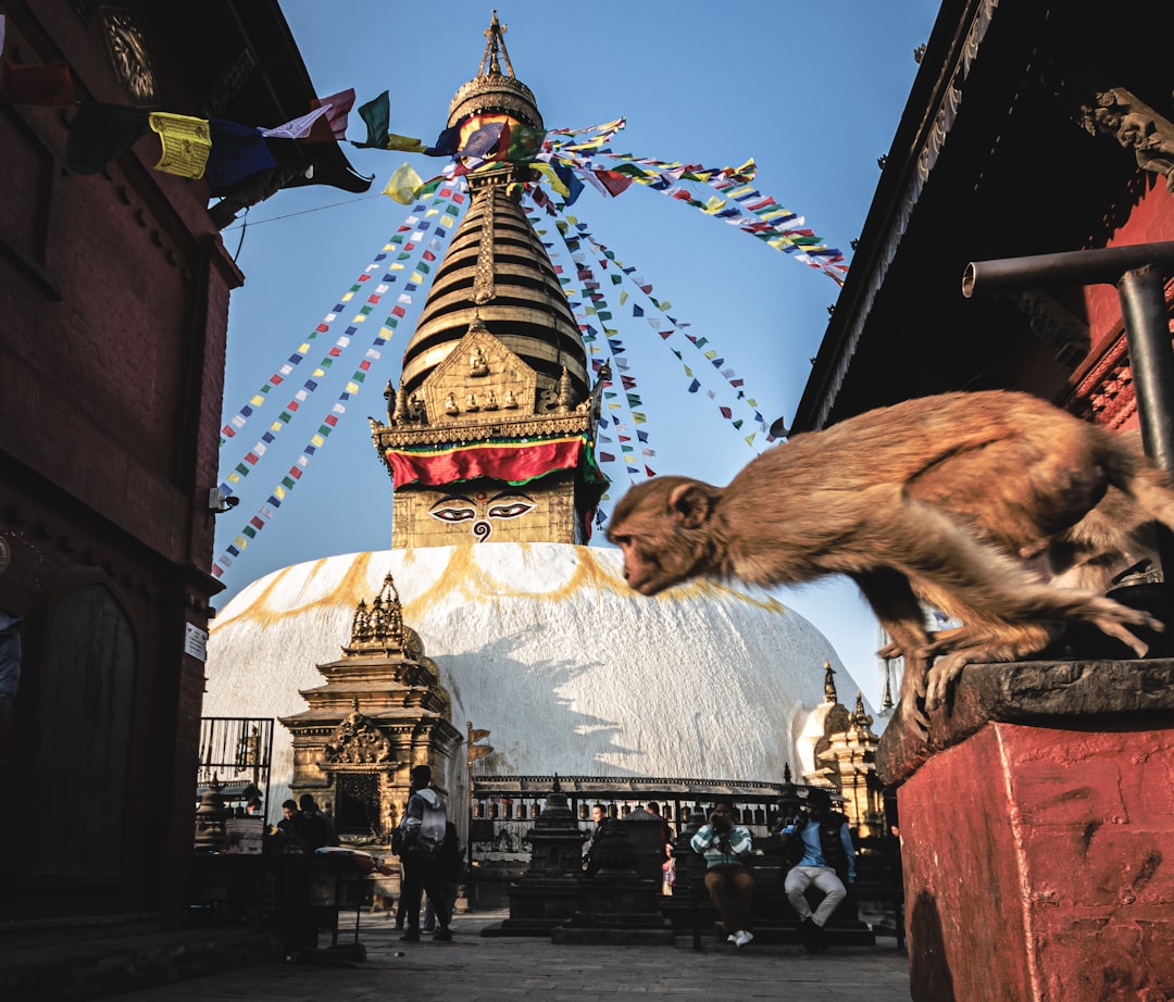 a monkey sitting on top of a brick wall next to a building, Monkey about to leap in front of a temple