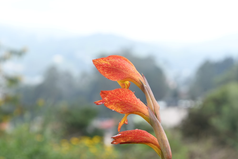 a close up of a flower with a blurry background