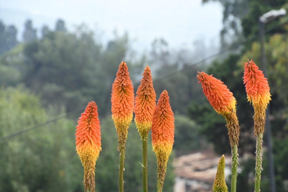 a group of orange flowers in front of a forest