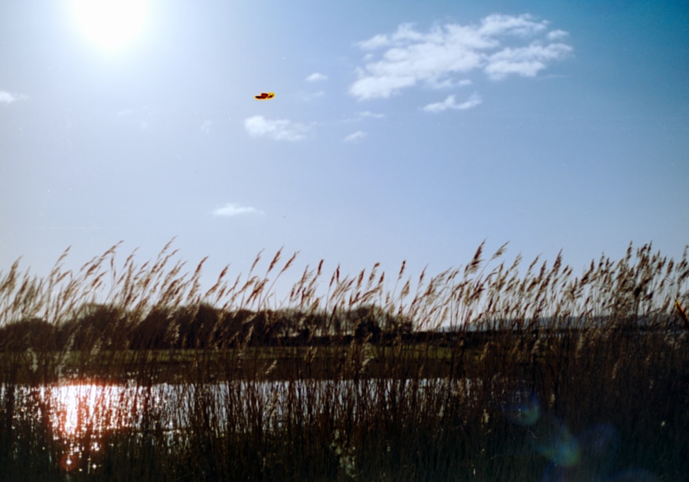 a bird flying over a body of water