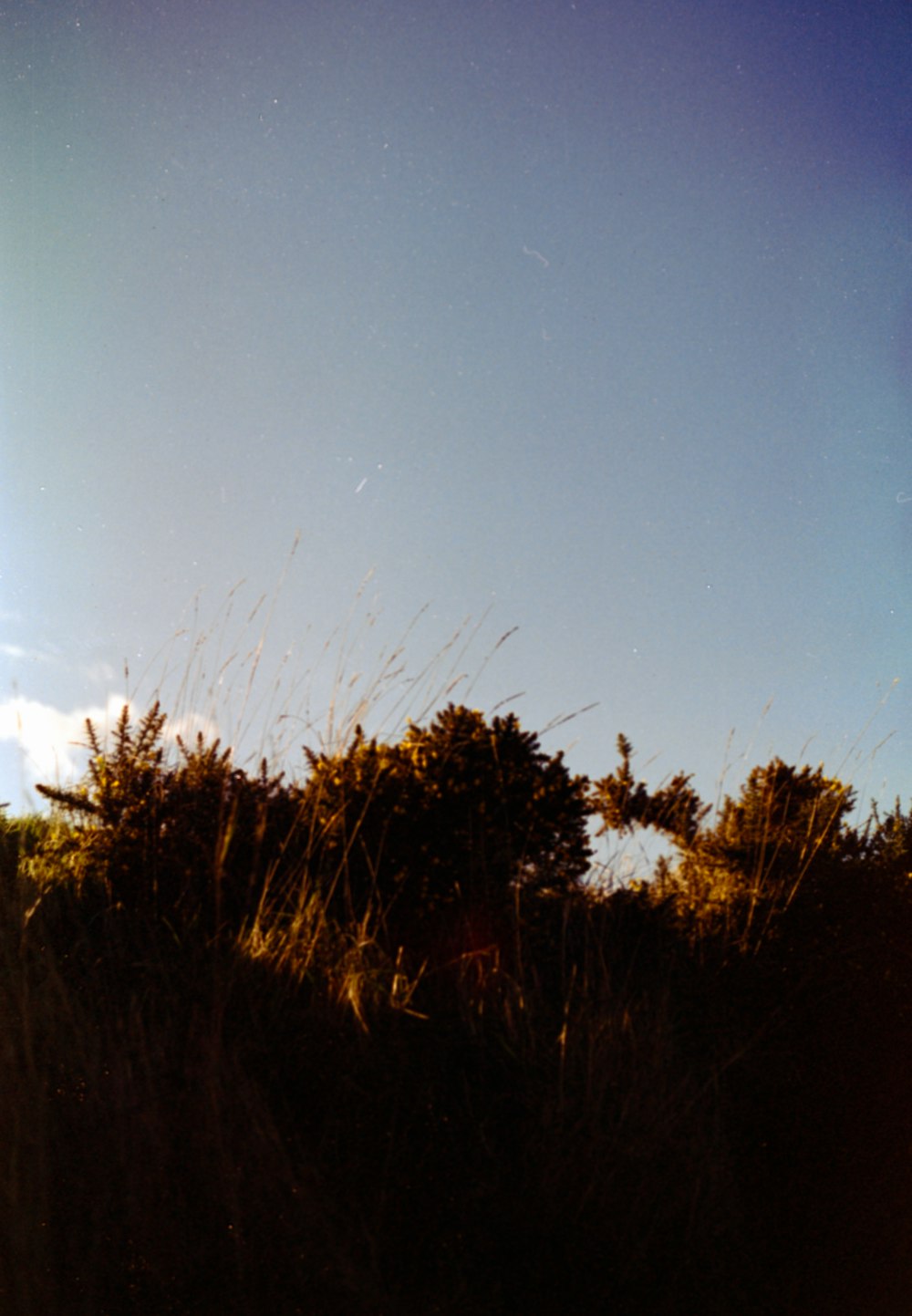 a view of the sky from the ground of a grassy area