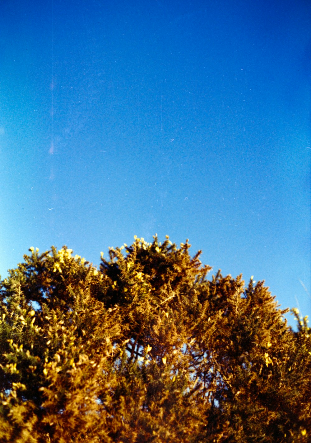 a bird is perched on a tree branch