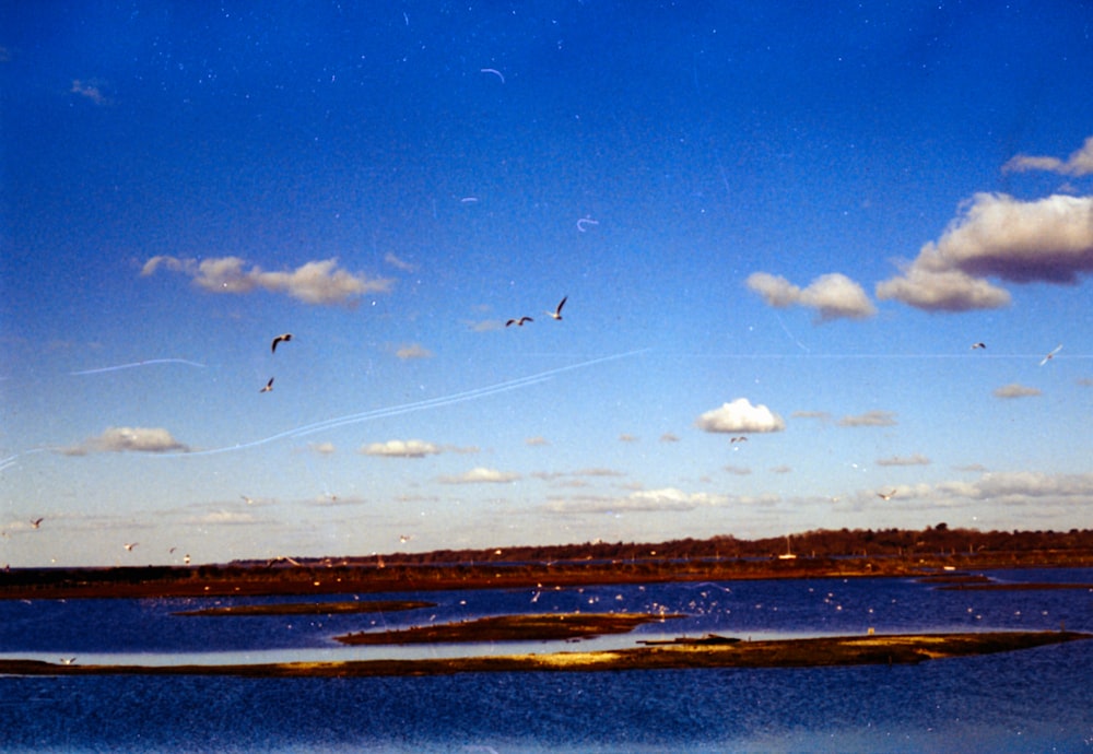 a group of birds flying over a body of water