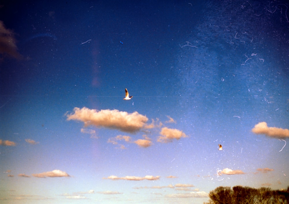 a bird flying in a blue sky with clouds