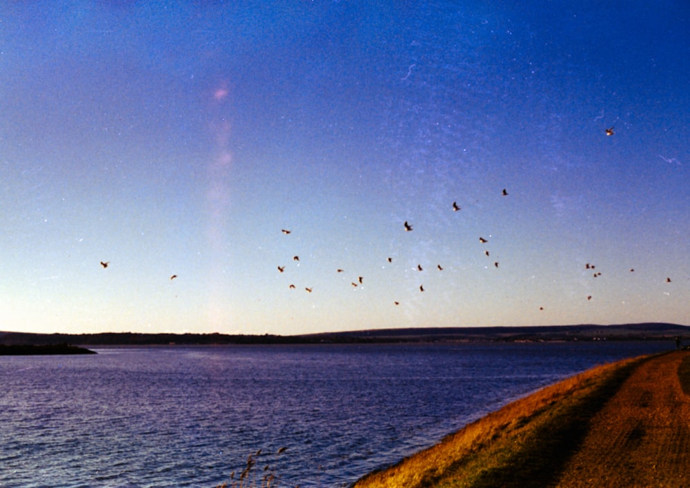 a flock of birds flying over a body of water