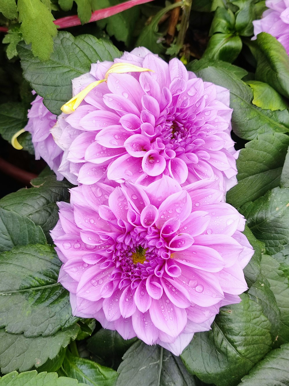 a group of purple flowers with green leaves