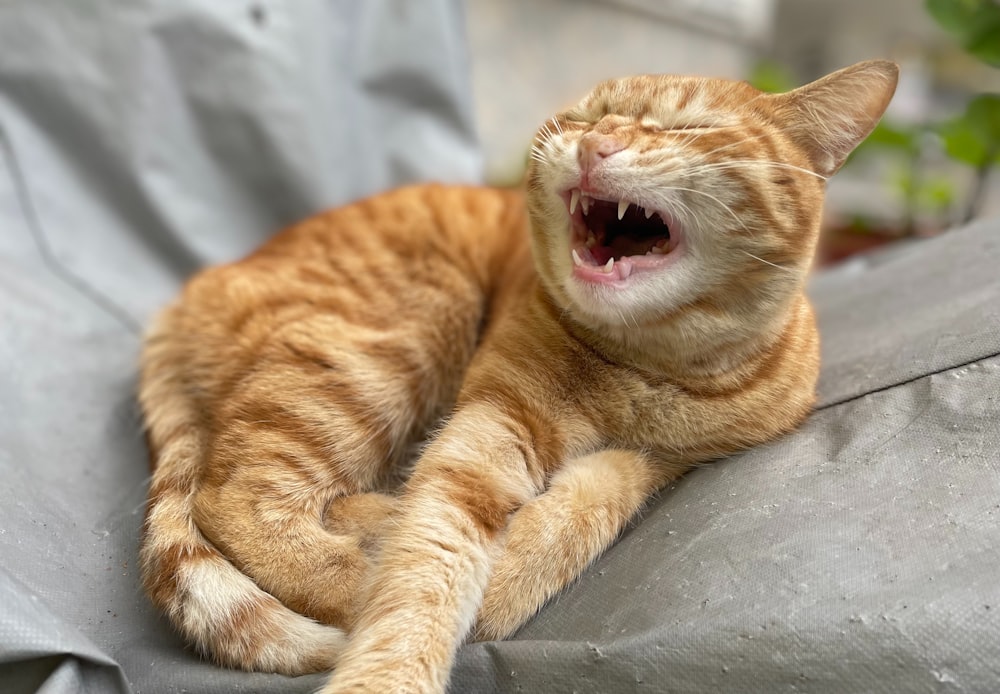 an orange cat yawns while laying on a couch