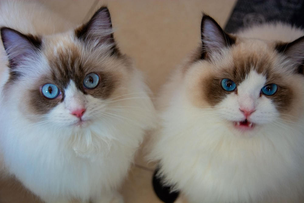 隣り合って座る青い目をした2匹の猫
